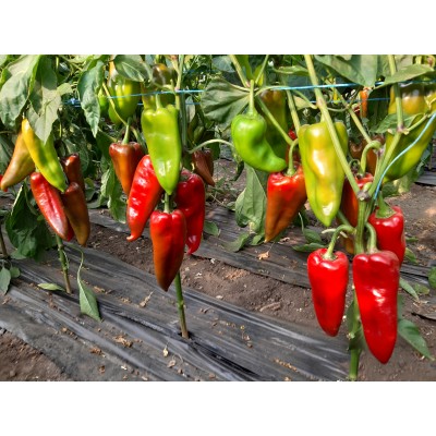 Мако F1 - семена сладкого перца, 1000 сем., Libra Seeds
